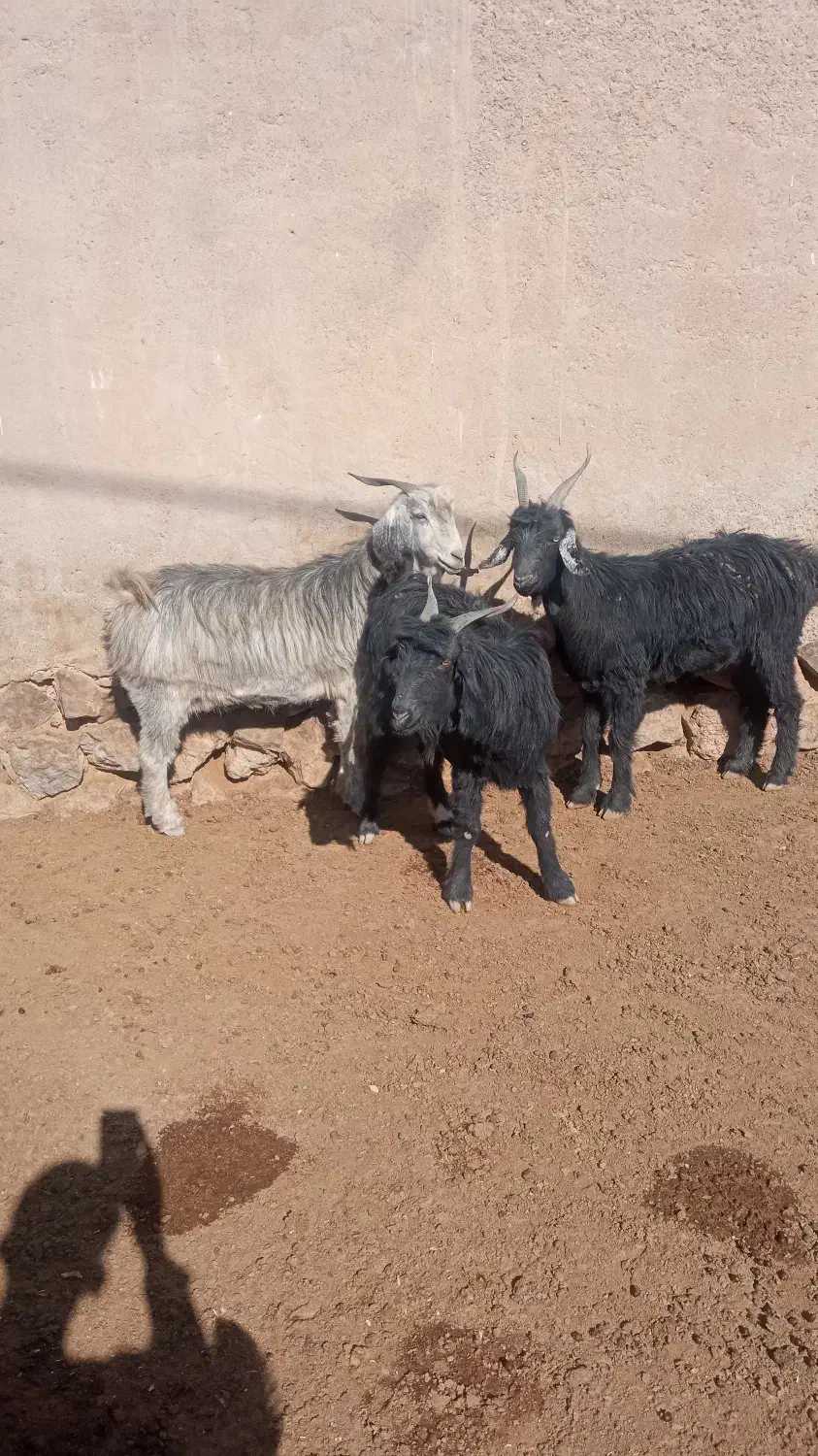 گوسفندو بز داشت|حیوانات مزرعه|سده (فارس), |دیوار