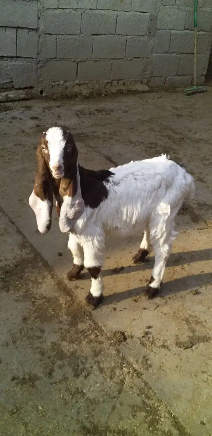 بز و بیگ افغانی|حیوانات مزرعه|دزفول, |دیوار