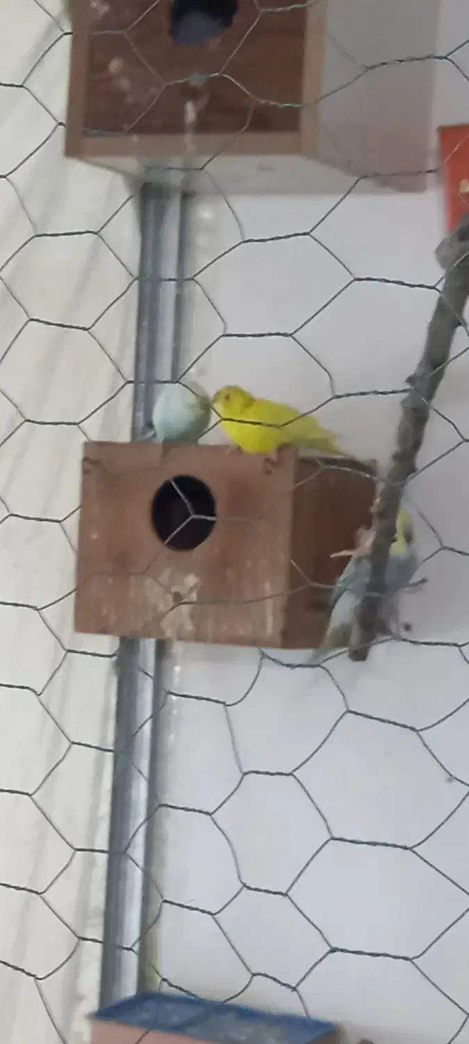 مرغ عشق|پرنده|اردبیل, |دیوار