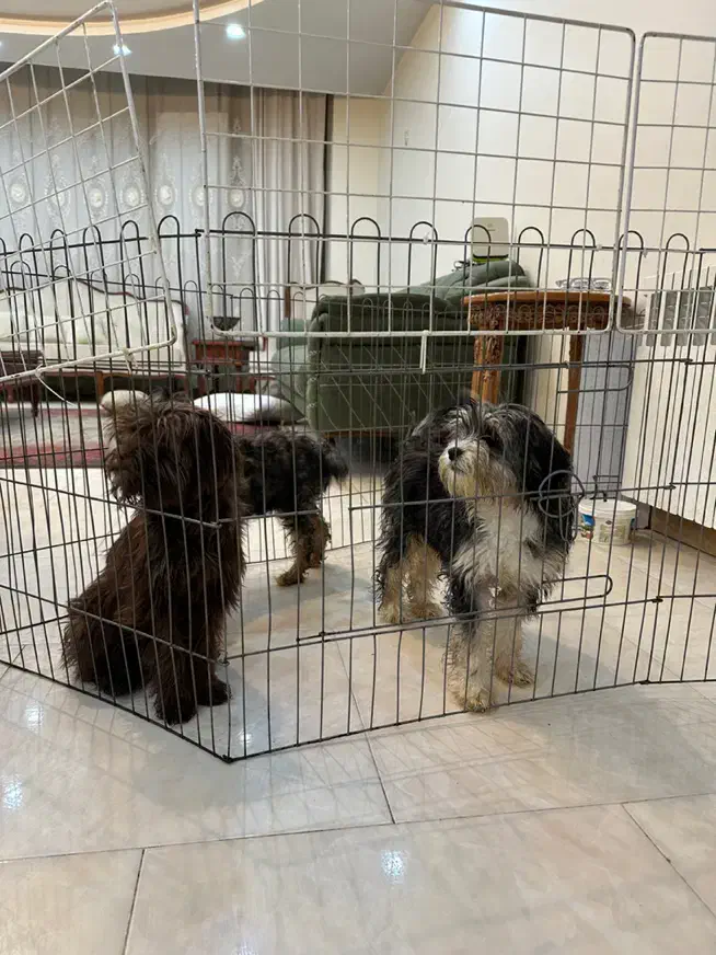 واگذاری شیتزو عروسکی|سگ|کرج, گوهردشت|دیوار