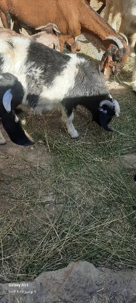 تروشت یا نربز|حیوانات مزرعه|سراوان, |دیوار