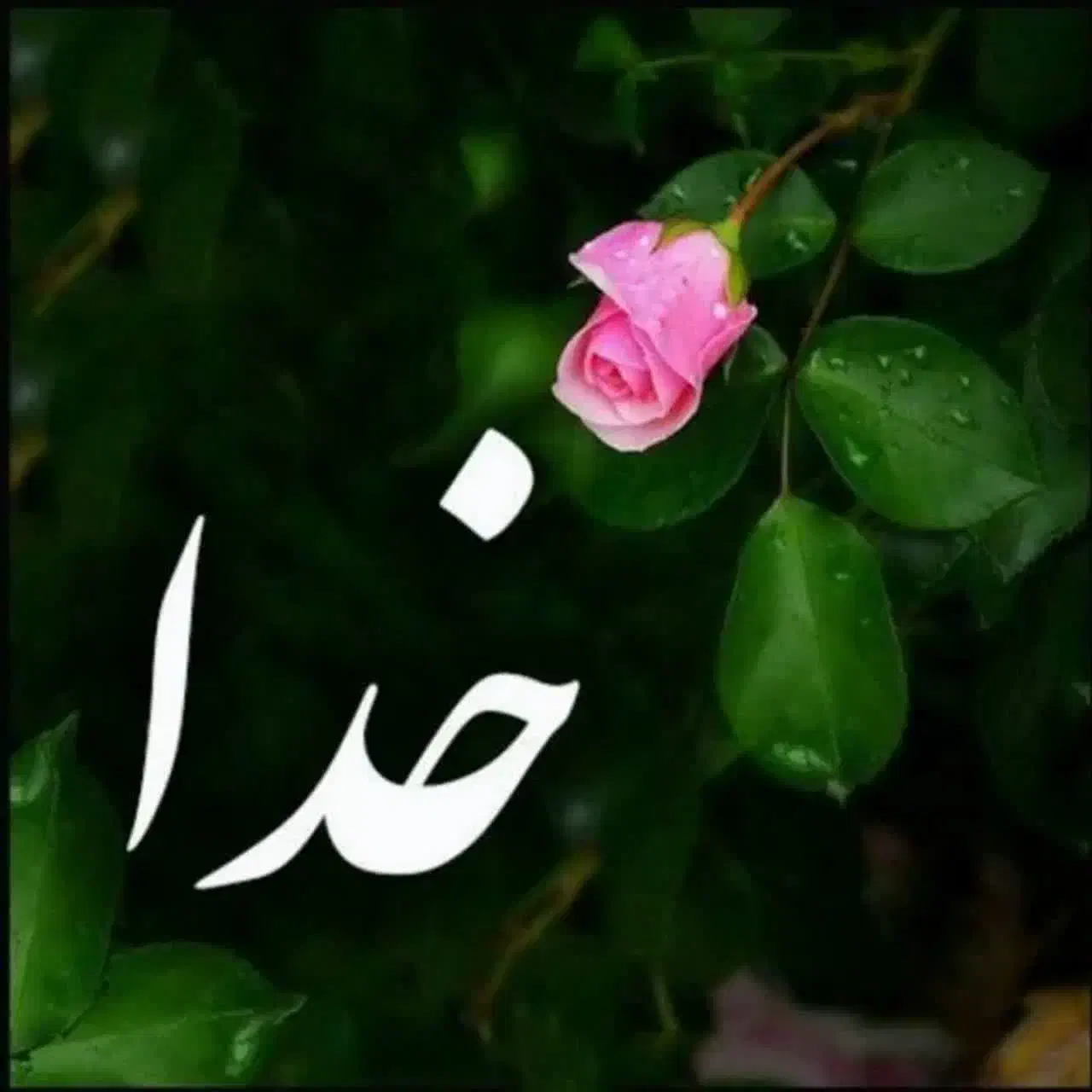 فیش حج|تور و چارتر|برخوار, |دیوار