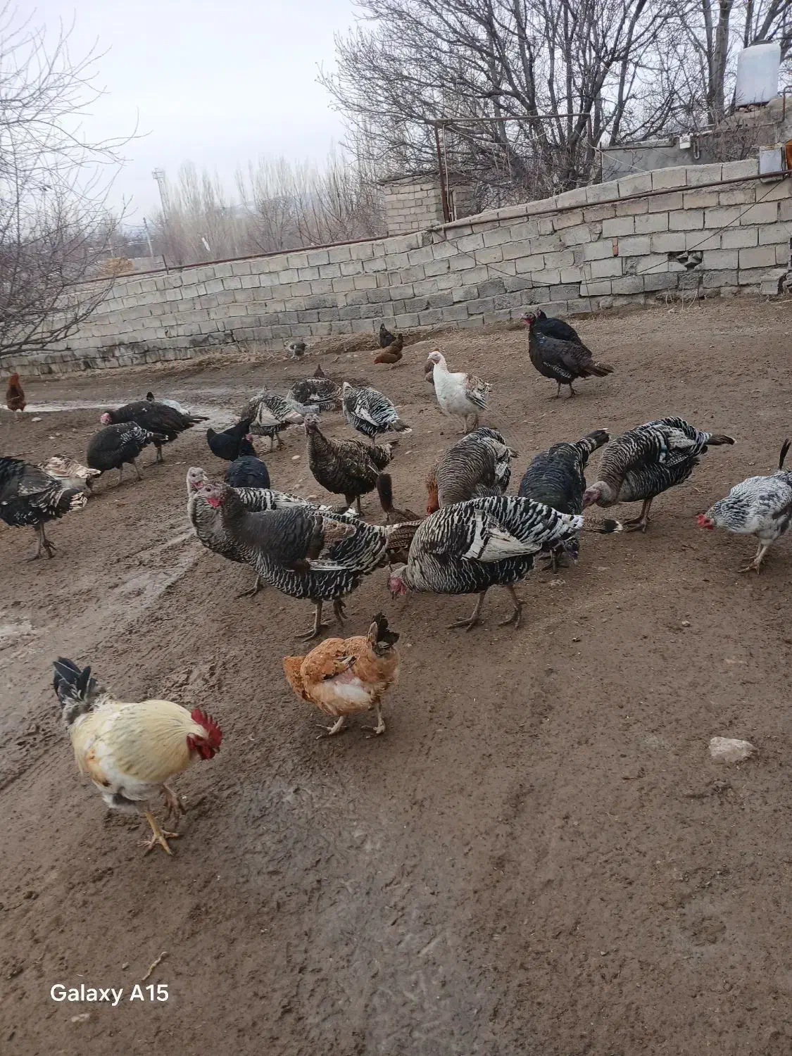 فروش بوقلمون|حیوانات مزرعه|مشگین شهر, |دیوار