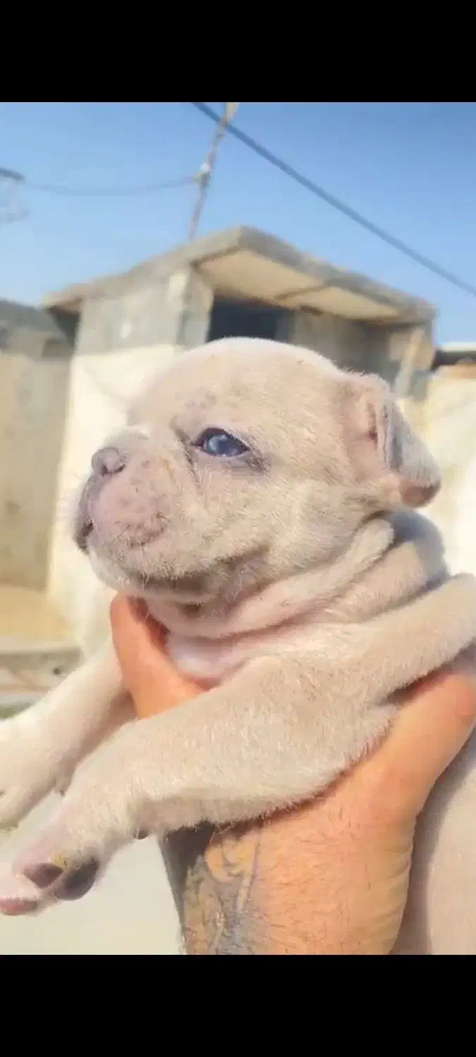 فرنچ بولداگ|سگ|شاهینشهر, مخابرات (شهید بهشتی)|دیوار