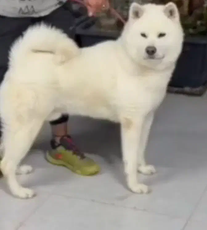 آکیتا نر ژاپنی|سگ|پاکدشت, پاکدشت (مامازند)|دیوار