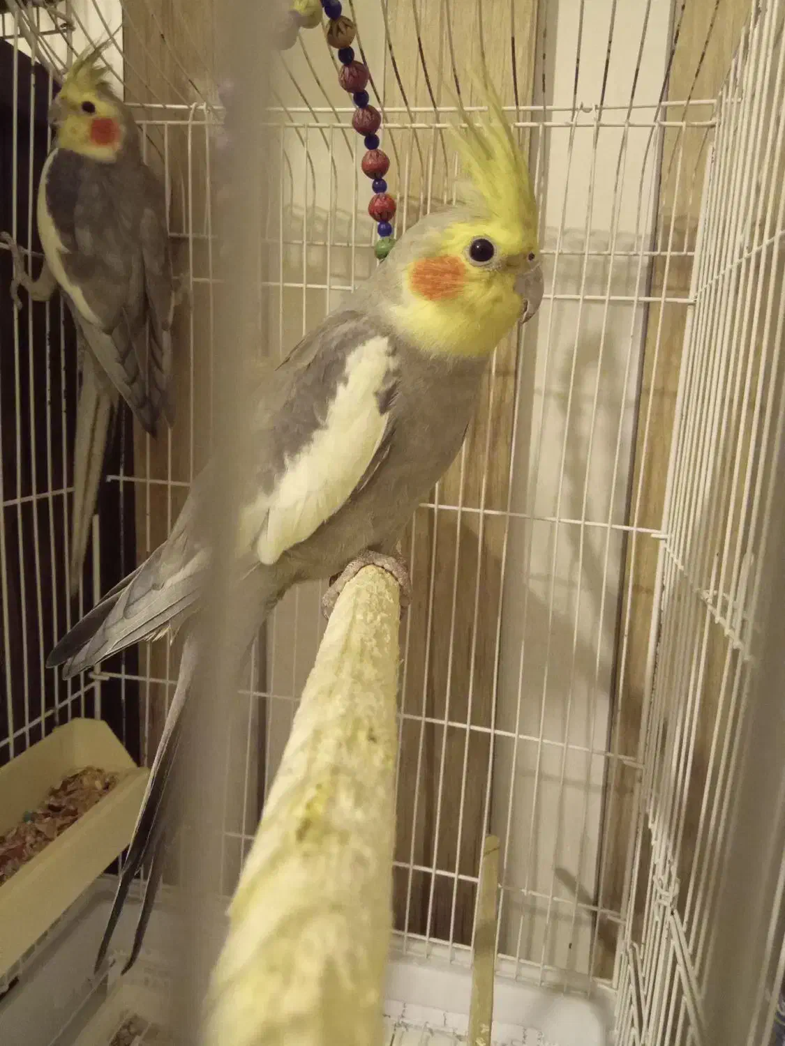 عروس هلندی نر|پرنده|قدس, شهر‌قدس|دیوار