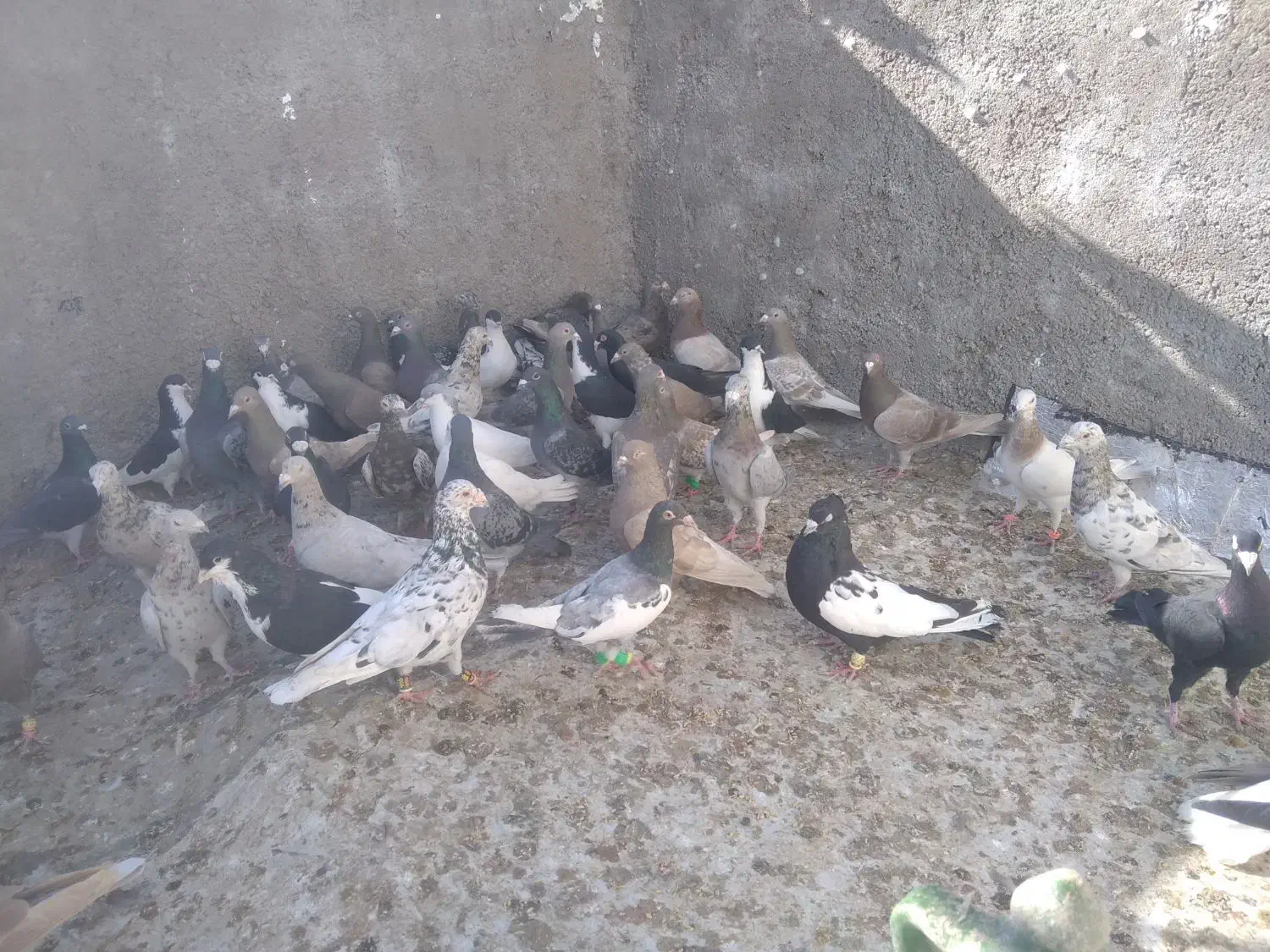 کفتر همه مدل هفت‌رنگ ورنگی والمانی مگزی|پرنده|اقبالیه, |دیوار