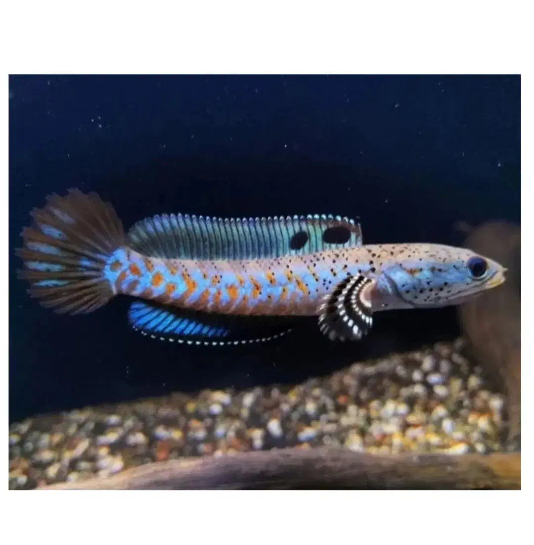 ماهیان وارداتی آرتاویل ماهی|ماهی|اردبیل, |دیوار