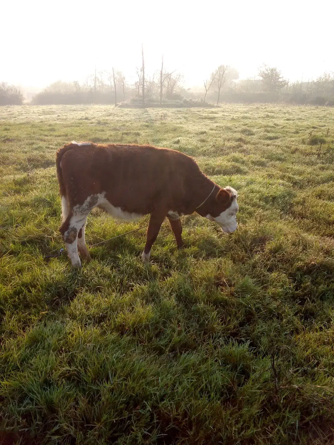 تلیسه سیمینتا ل|حیوانات مزرعه|خشکبیجار, |دیوار