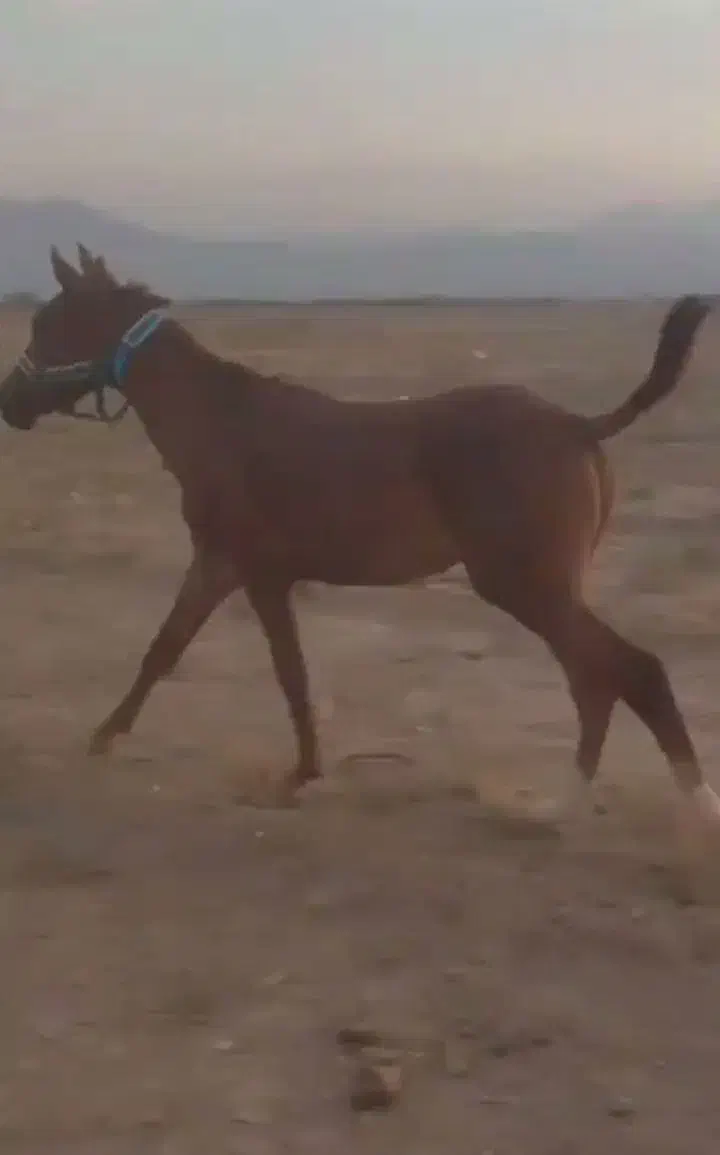 کره اسب نریون|اسب و تجهیزات اسبسواری|پاکدشت, پاکدشت (مامازند)|دیوار