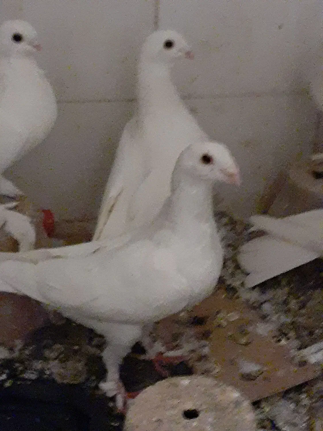 جوجه هومر کله اسبی نوک قنار|پرنده|تبریز, |دیوار