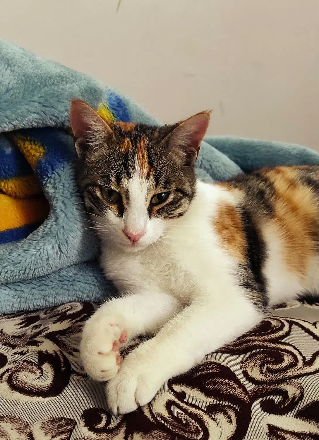 واگذاری رایگان ۲ عدد بچه گربه|گربه|ماسال, |دیوار