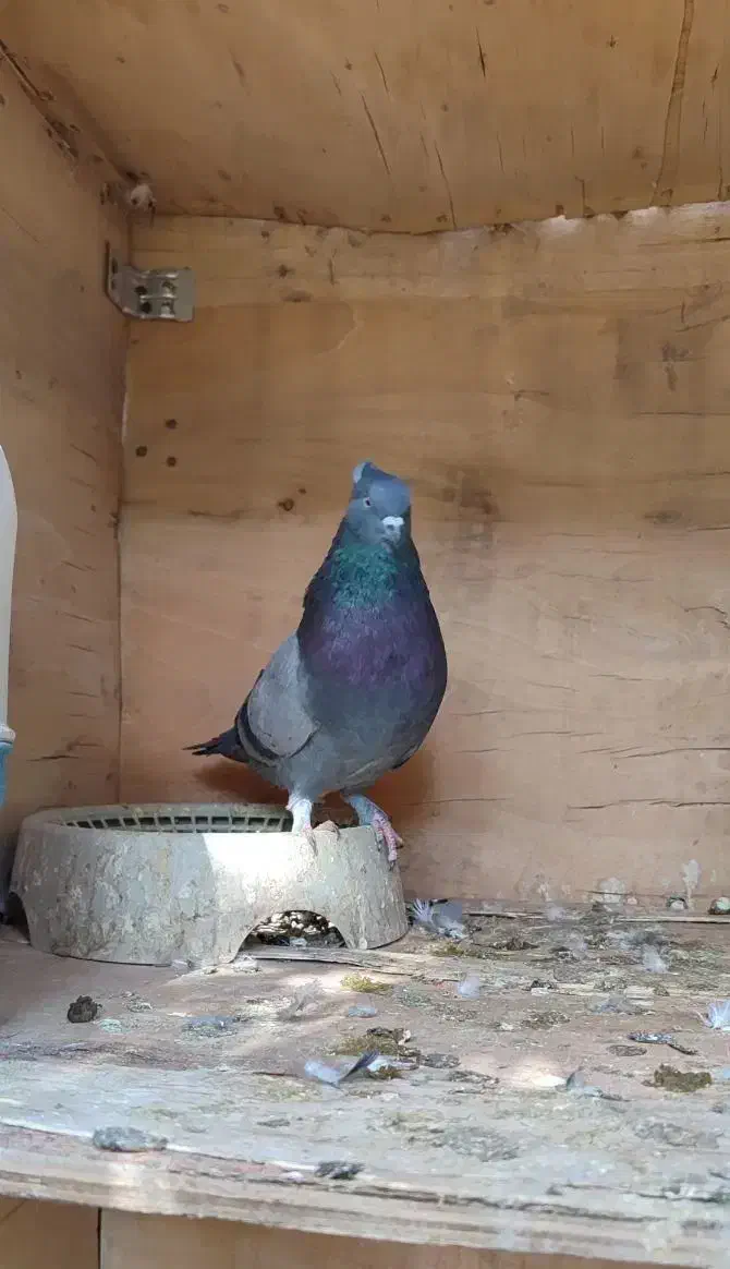 فروش سبز نر|پرنده|نرماشیر, |دیوار