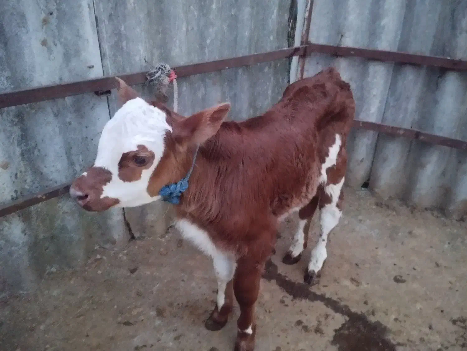 گوساله نر سیمینتال|حیوانات مزرعه|شفت, |دیوار