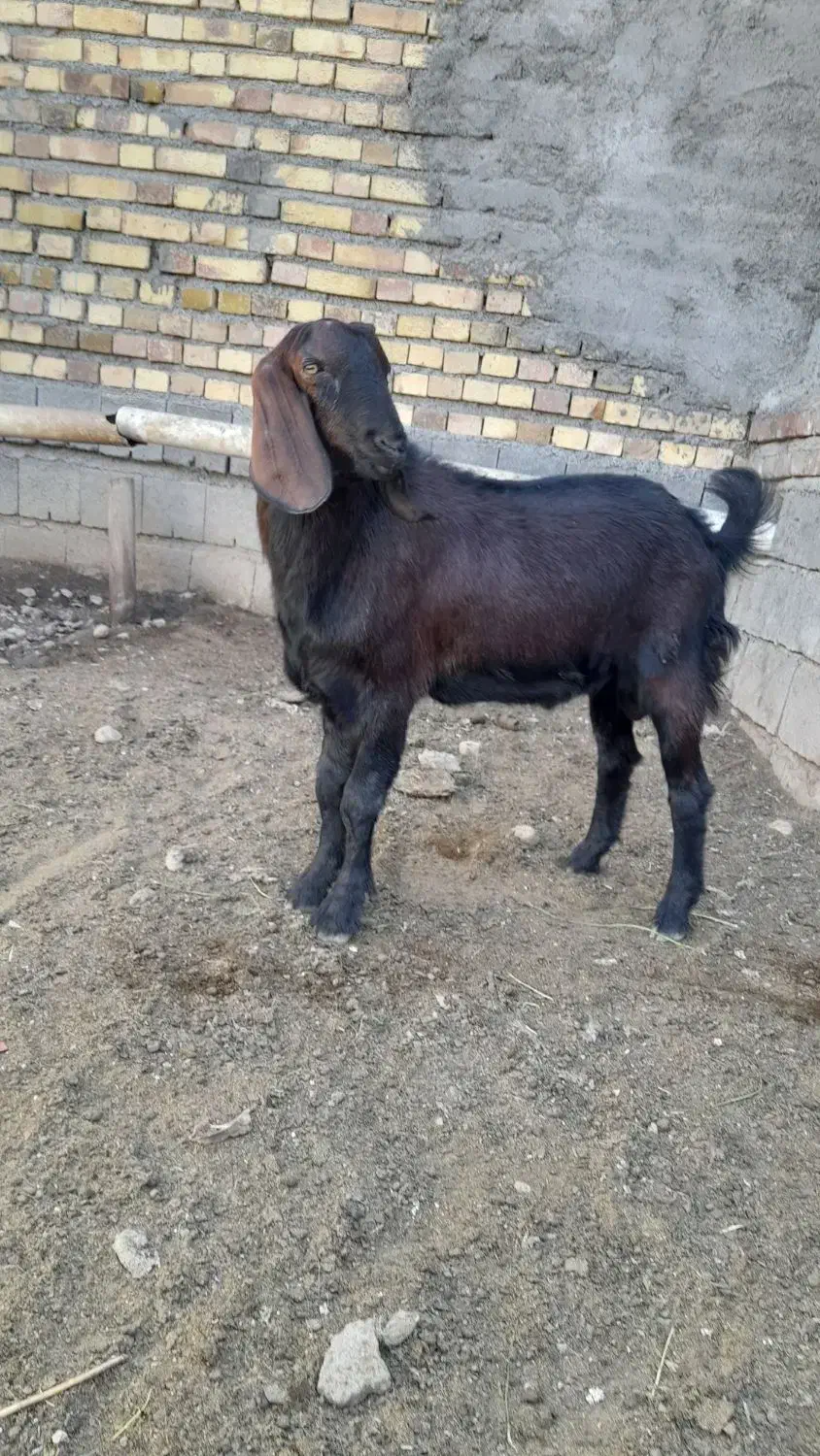 بزغاله نر صلاصه|حیوانات مزرعه|بیستون, |دیوار