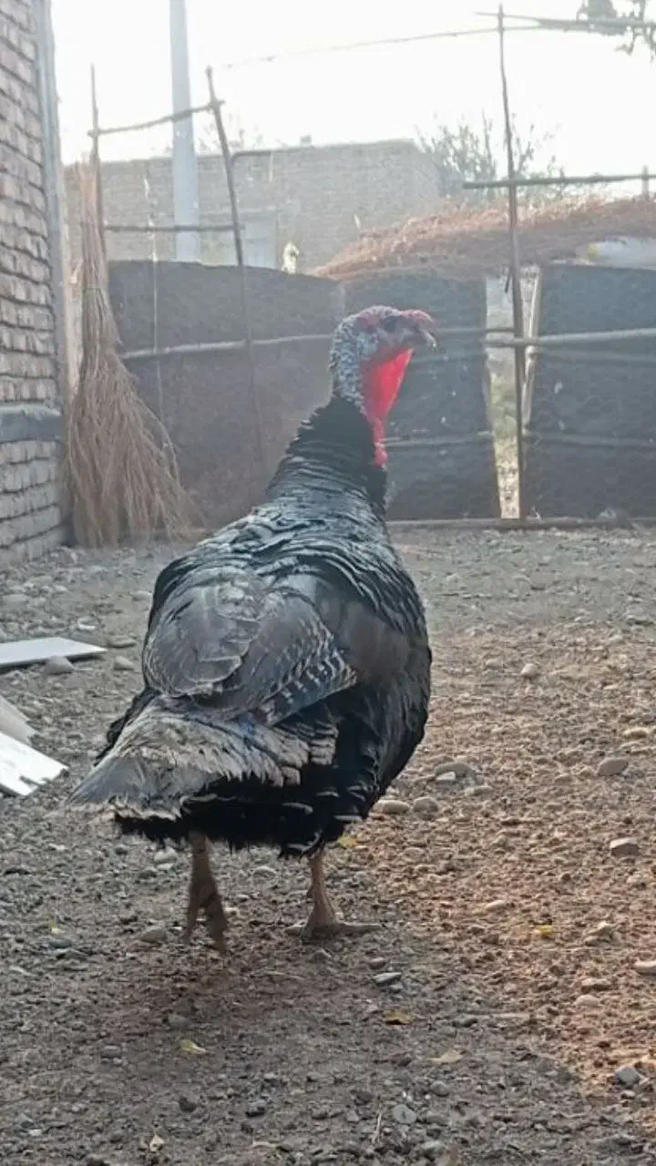 بوقلمون نر صددرصد طبیعی|حیوانات مزرعه|پارس‌آباد, |دیوار