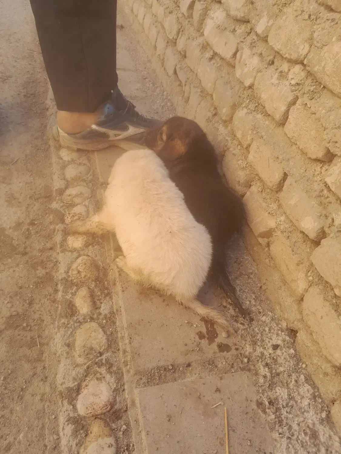 کته سگ غذاخور ماده|سگ|دلند, |دیوار