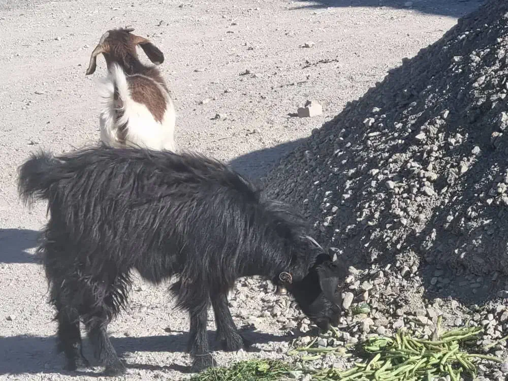 بزغاله و بز|حیوانات مزرعه|شهریار, فرارت|دیوار