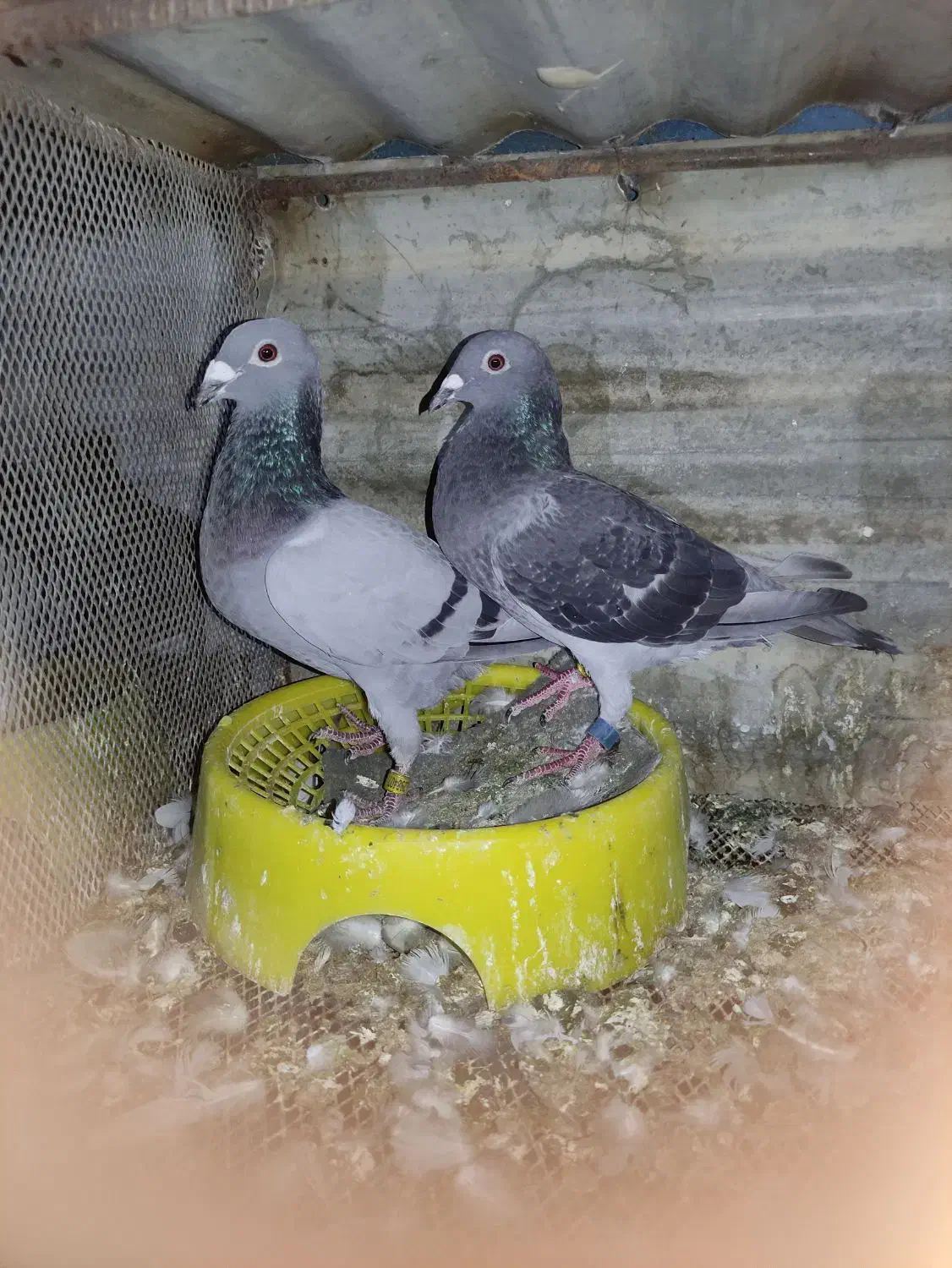 کفتر مسافتی|پرنده|گنبد کاووس, |دیوار