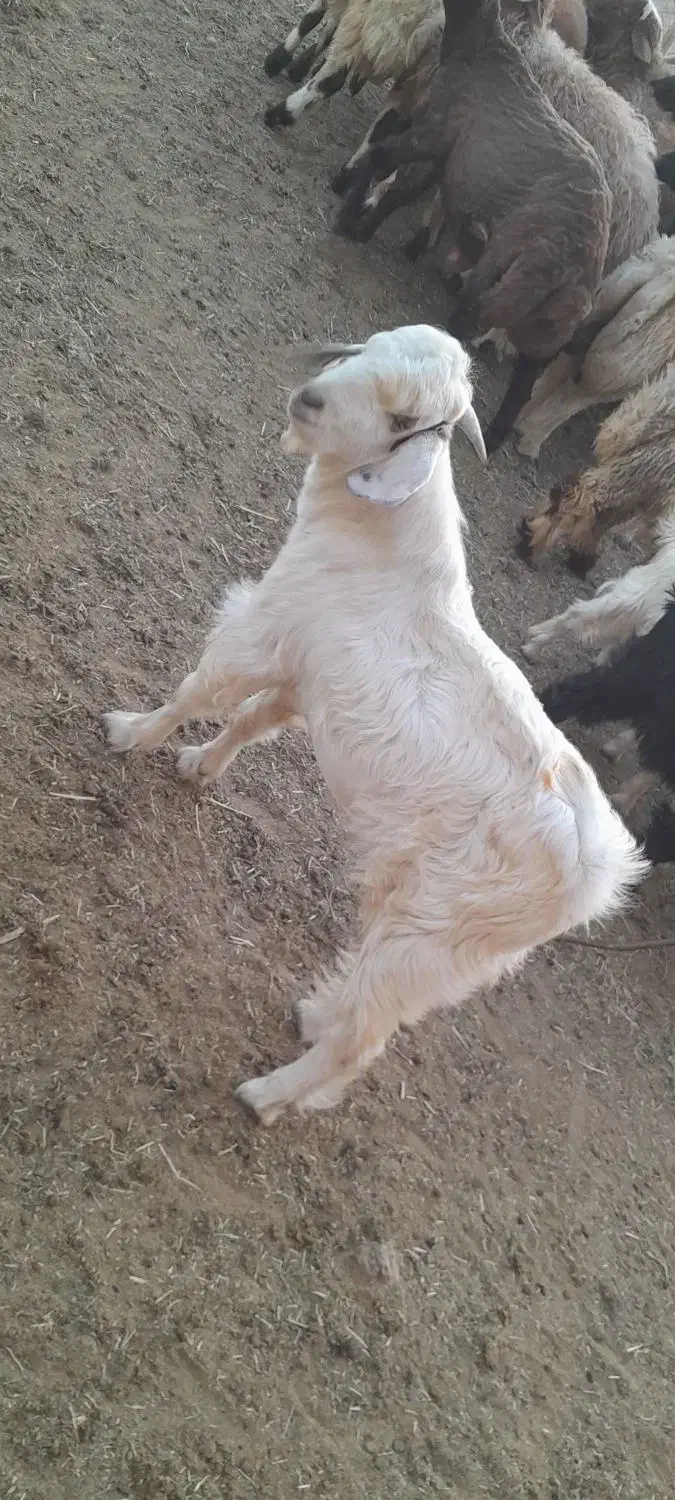 فروش کهره|حیوانات مزرعه|آباده, |دیوار