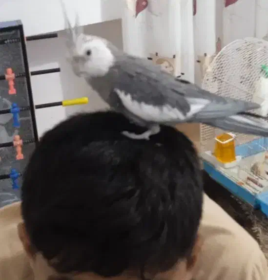 عروس هلندی نر|پرنده|ارومیه, |دیوار