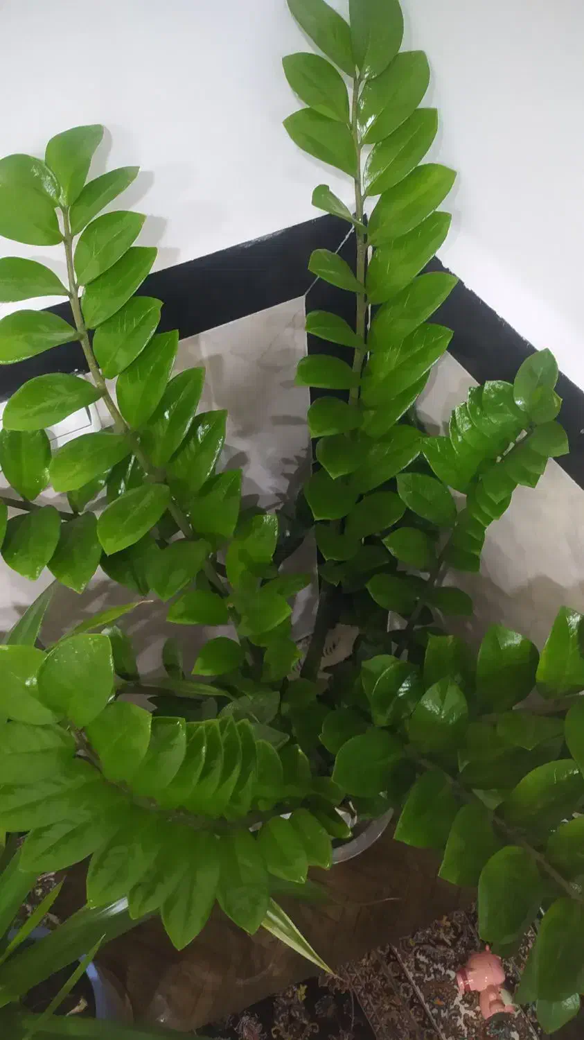 گل زاموفیلیا|گل و گیاه طبیعی|خاو و میرآباد, |دیوار