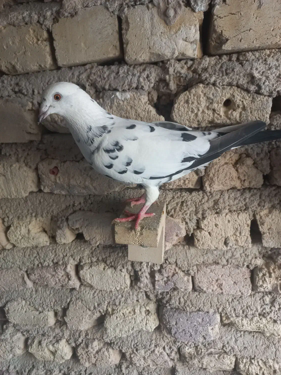 گلی|پرنده|شیراز, محراب|دیوار