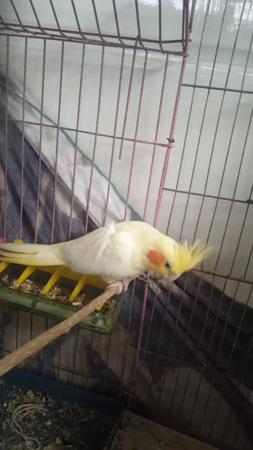 عروس هلندی ماده|پرنده|رامهرمز, |دیوار