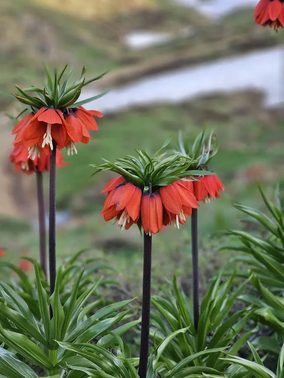 سرمایه گذار و شریک برای مغازه|استخدام مالی، حسابداری، حقوقی|مهاباد (آذربایجان غربی), |دیوار