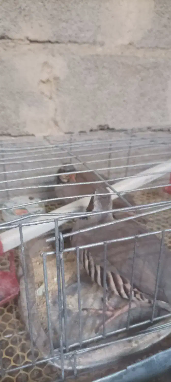 بلدرچین|پرنده|سیب و سوران, |دیوار