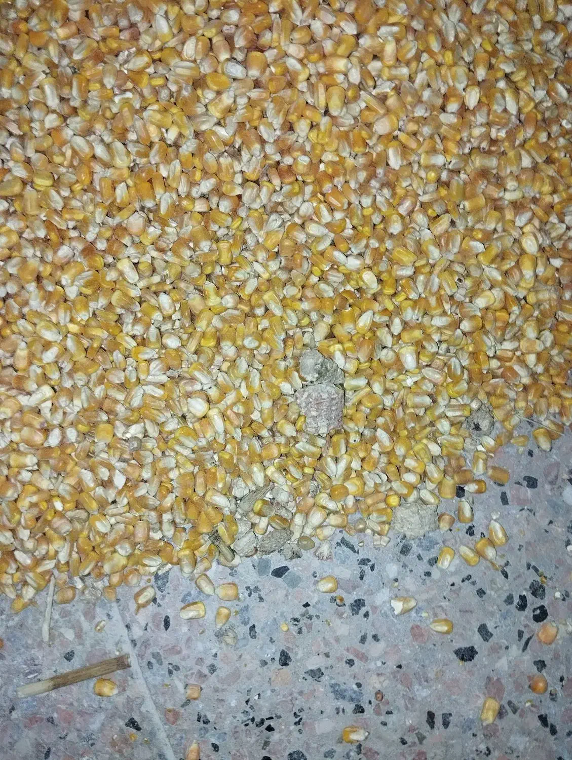 ذرت دامی برزیل درجه یک|لوازم جانبی حیوانات|فردوس (خراسان), |دیوار