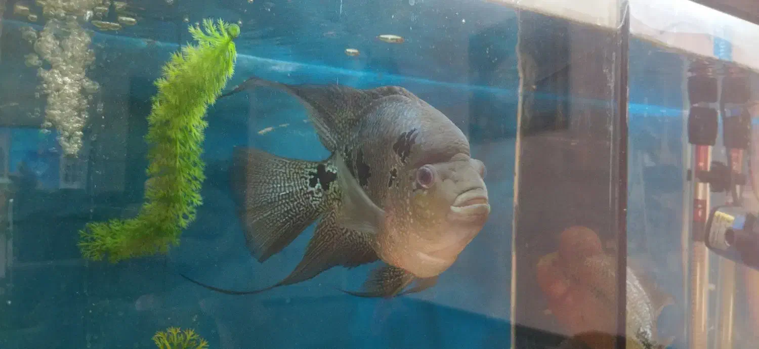 ماهی فلاور|ماهی|مشهد, شهرک مهر آباد|دیوار