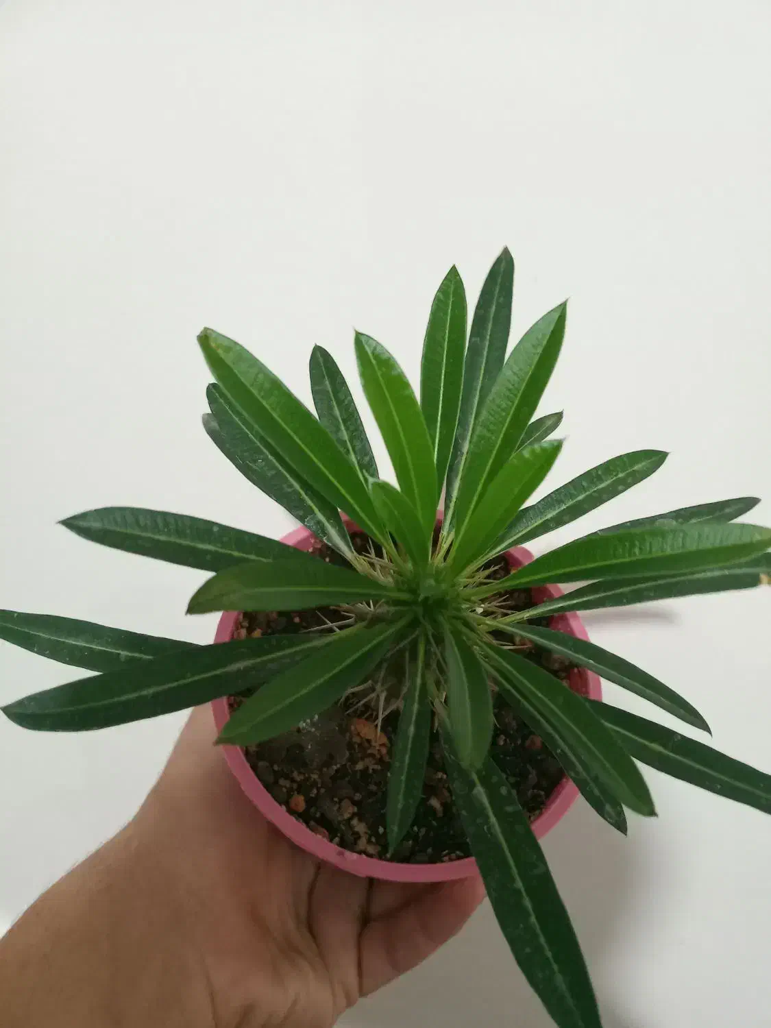 نخل و...|گل مصنوعی|تبریز, |دیوار