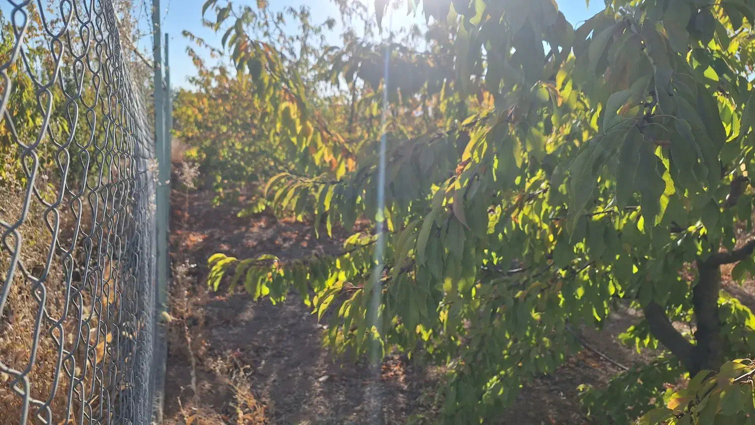 باغ ۴۷۵ متری امامیه|فروش دفتر صنعتی، کشاورزی، تجاری|شهرکرد, |دیوار