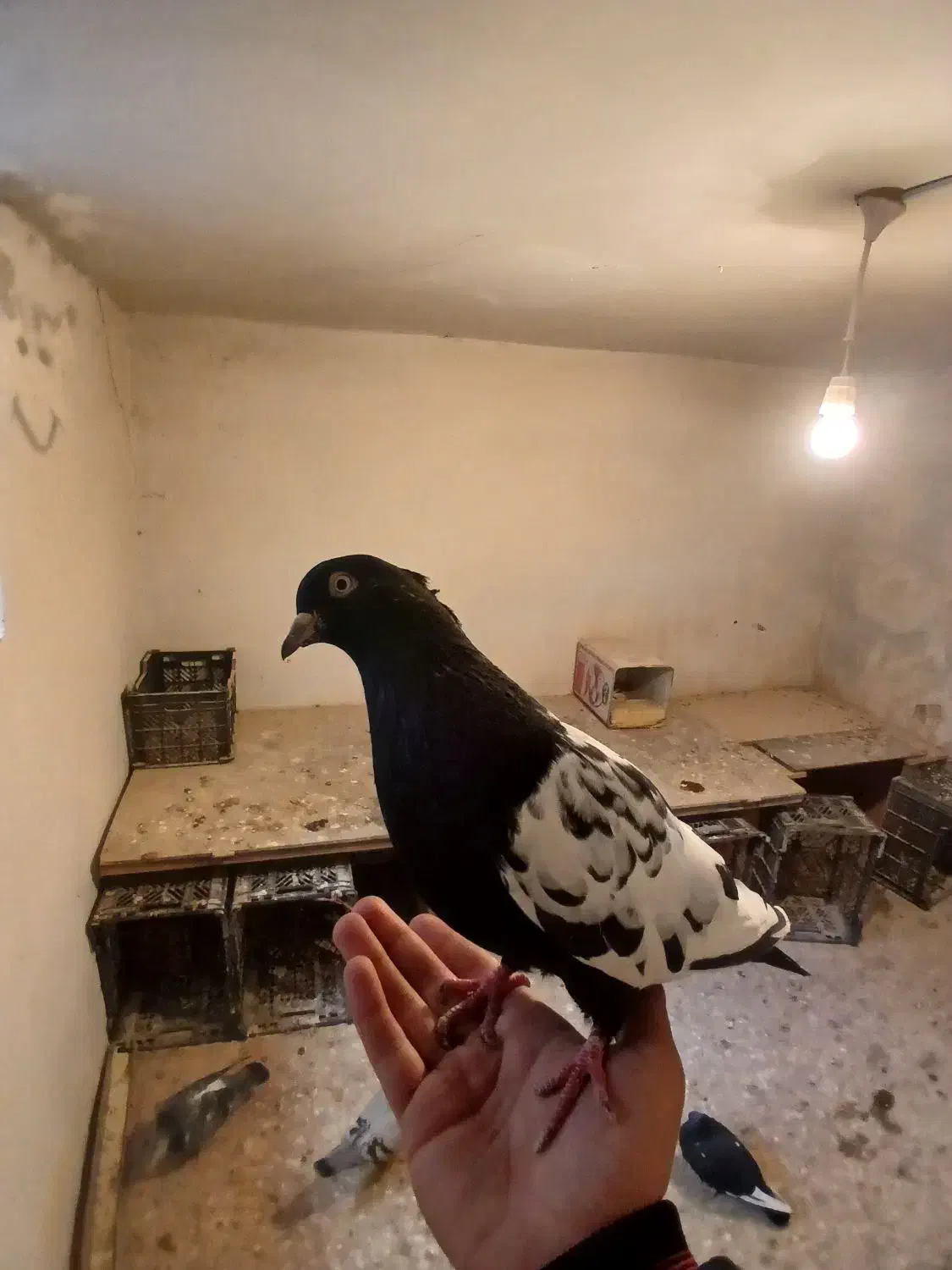 یک جفت سینه مشکی و سینه سرخ|پرنده|طرقبه, |دیوار