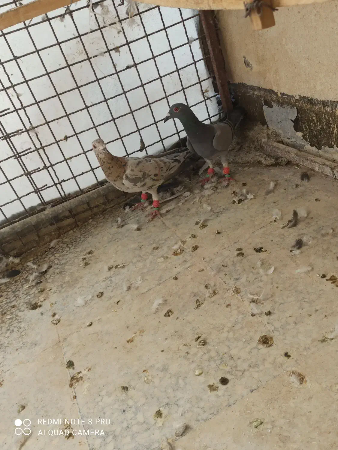 یک جفت هفت رنگ آث|پرنده|محمدیه-قزوین, |دیوار