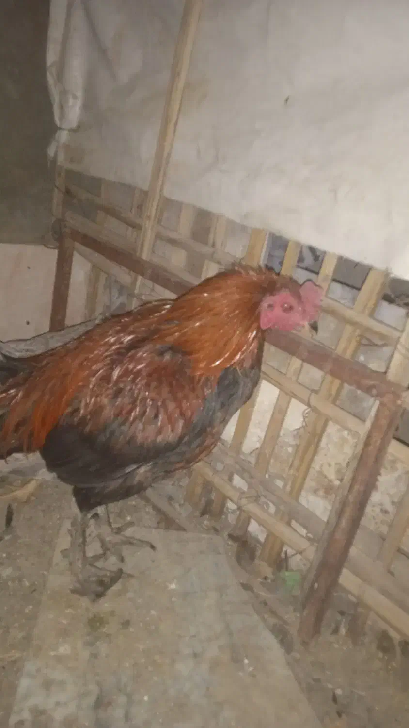 خروس|پرنده|سراوان, |دیوار