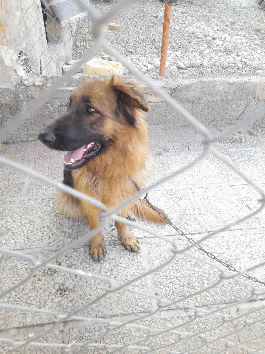 یک قلاده ژرمن. اصل باهوش|سگ|شهریار, شهریار|دیوار