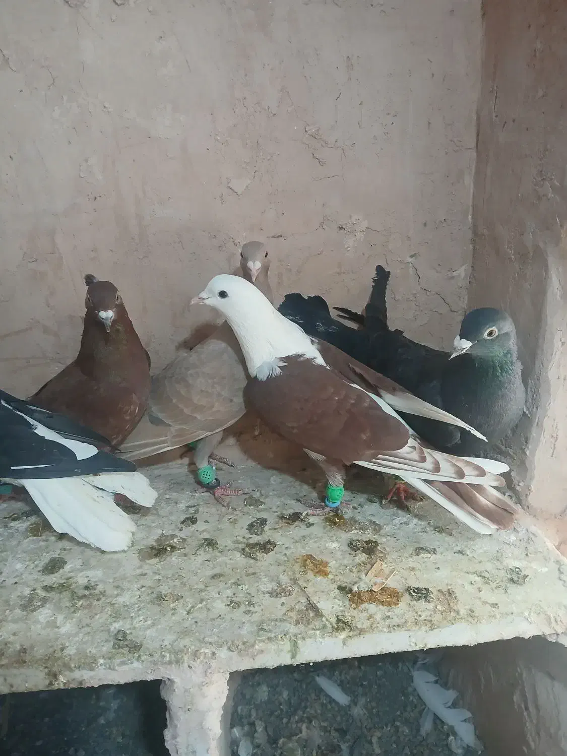 کفتر پرشی|پرنده|سبزوار, شرق کال شمالی|دیوار