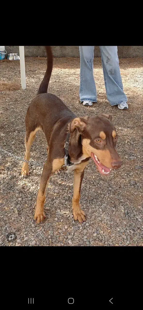 واگذاری سگ نگهبان|سگ|مشهد, پنجتن|دیوار