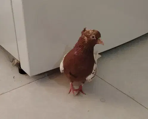 کبوتر کفتر کله سرخ|پرنده|مشهد, ایثار|دیوار