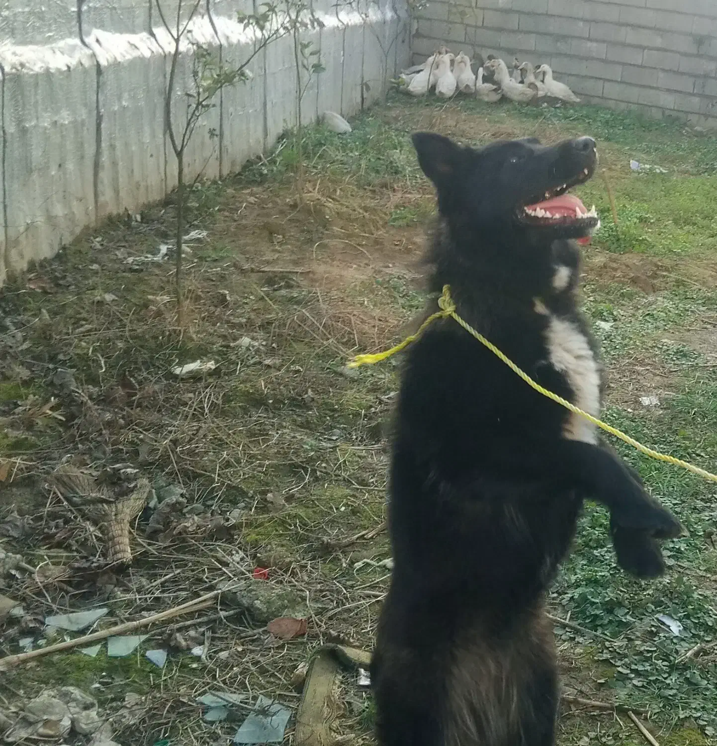 سگ گرگی|سگ|قائم‌شهر, |دیوار