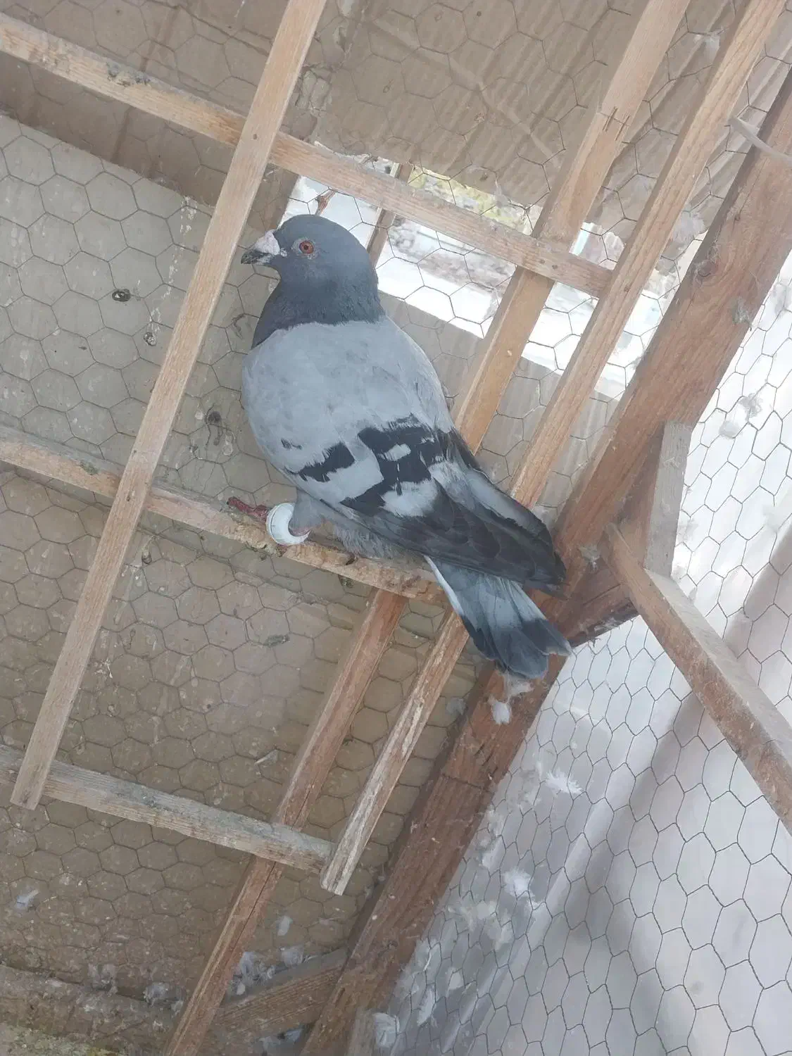 حیوانات|پرنده|مشهد, رده|دیوار