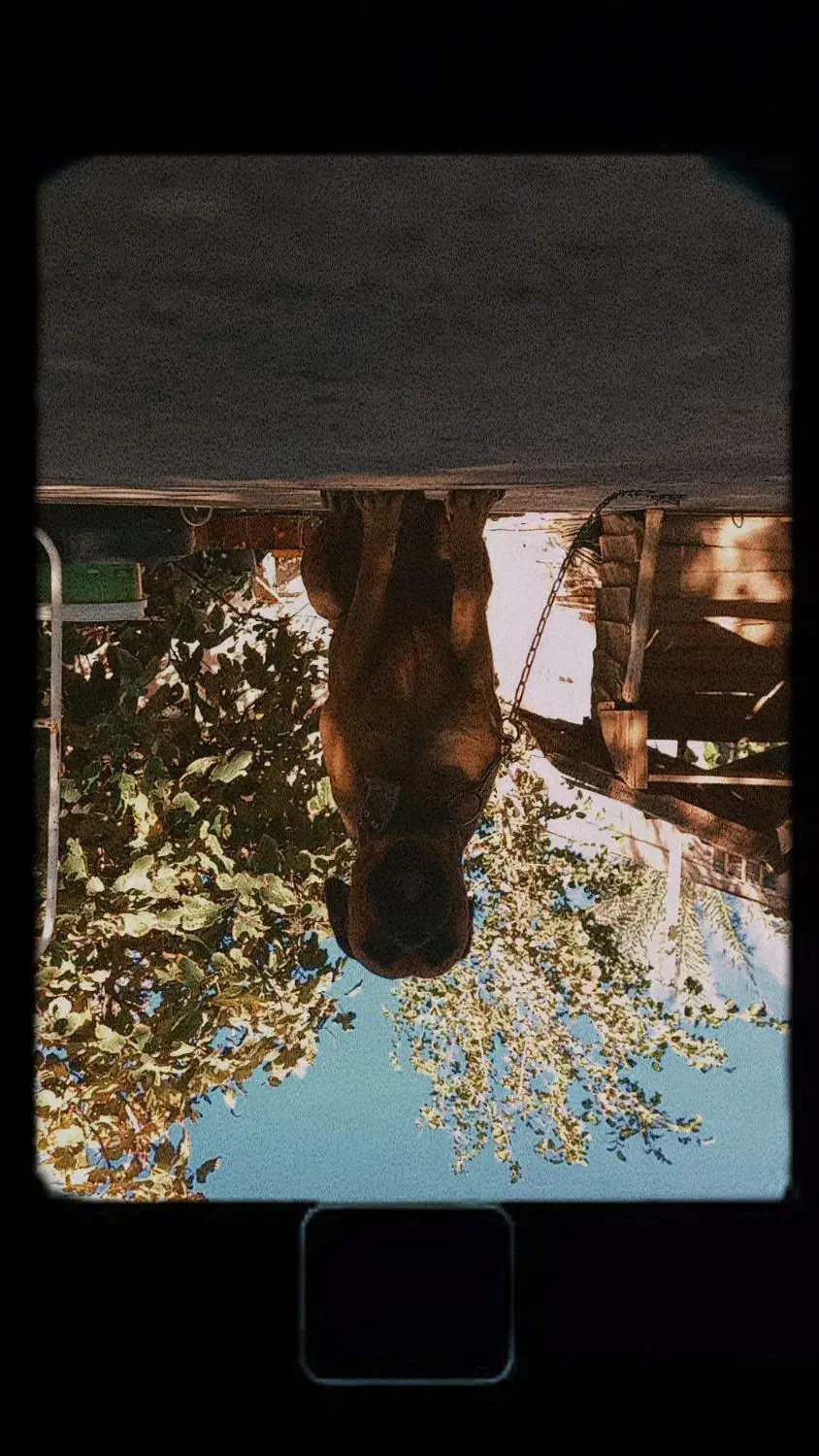 باکسر المانی پیتبول، ژرمن، مالینویز|سگ|بم, |دیوار