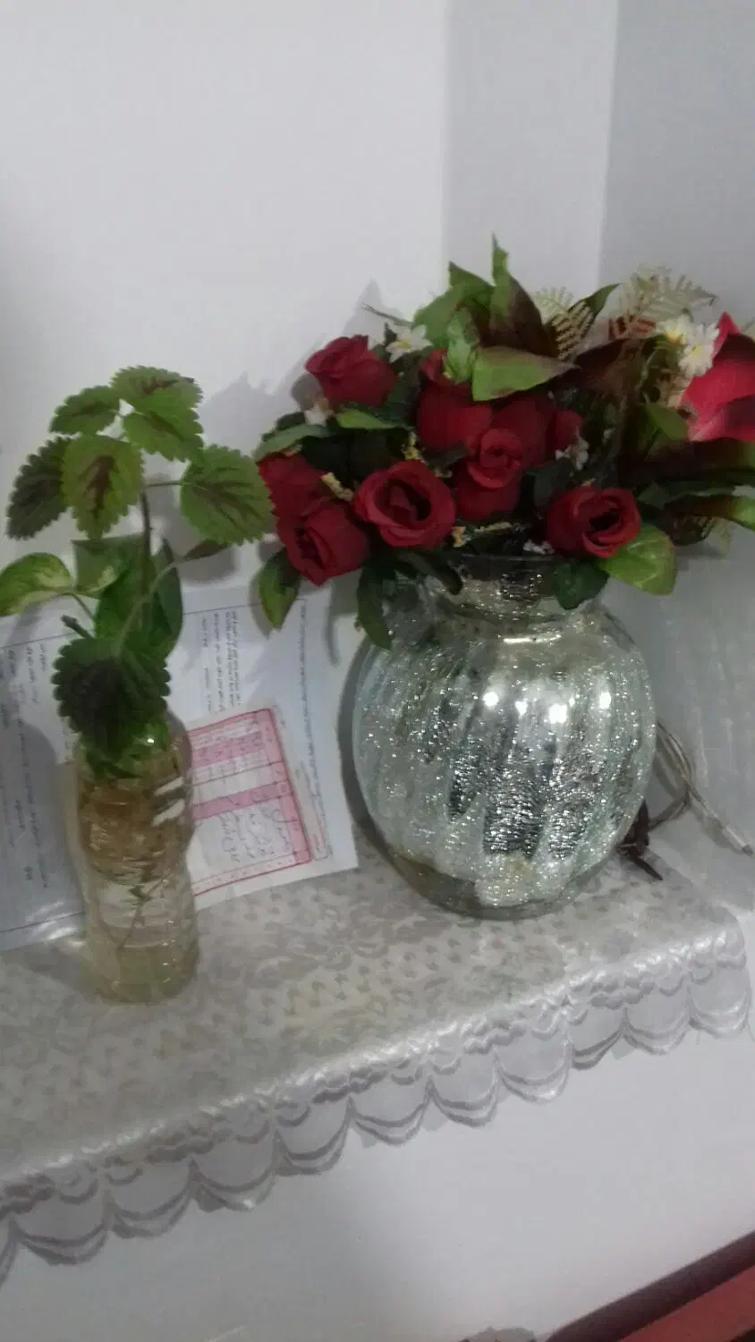 قلمه پتوس بزرگ قلمه گل یخی بزرگ|گل و گیاه طبیعی|سبزوار, باهنر|دیوار