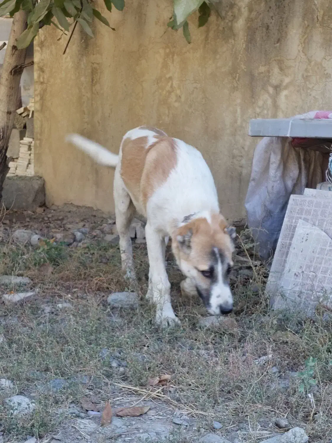 توله سرابی دو رگ نر|سگ|سنندج, |دیوار