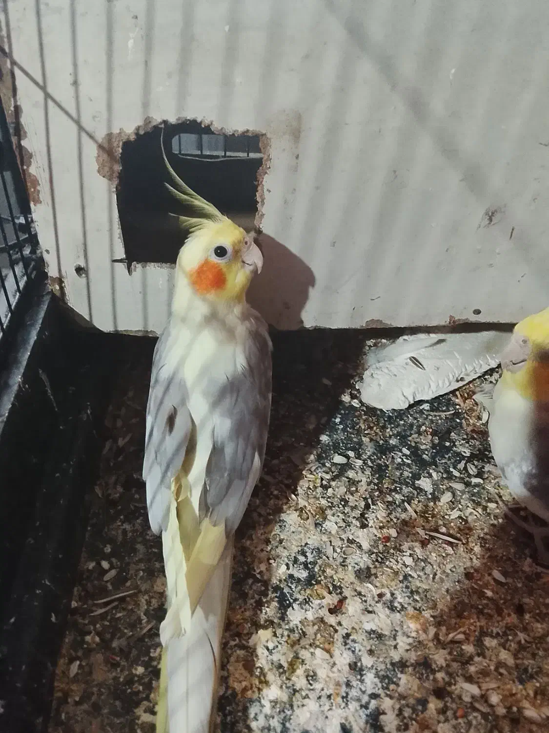 عروس هلندی|پرنده|بندرعباس, |دیوار