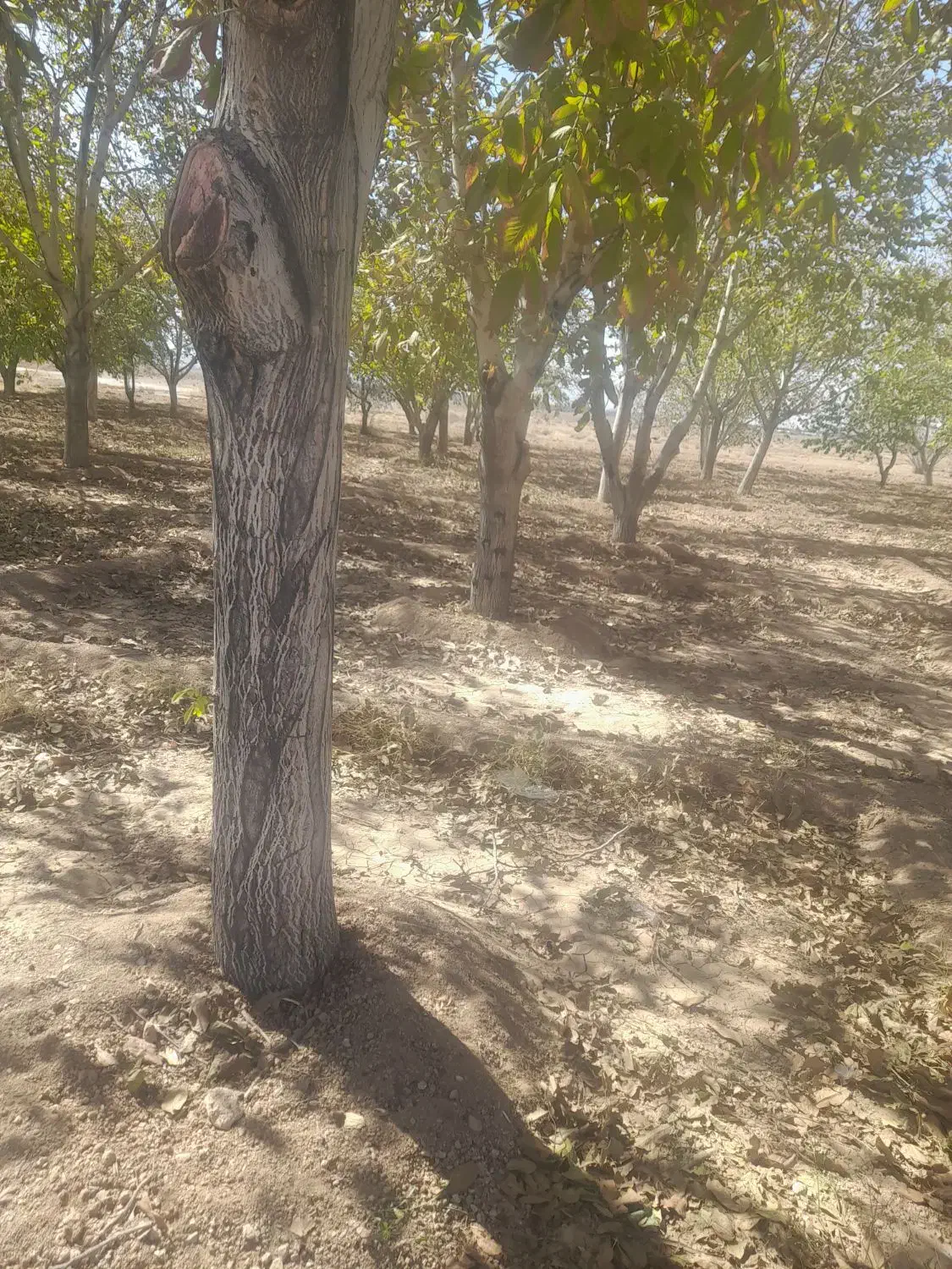 فروش چوب گردو|خدمات باغبانی و درختکاری|مبارکه, |دیوار