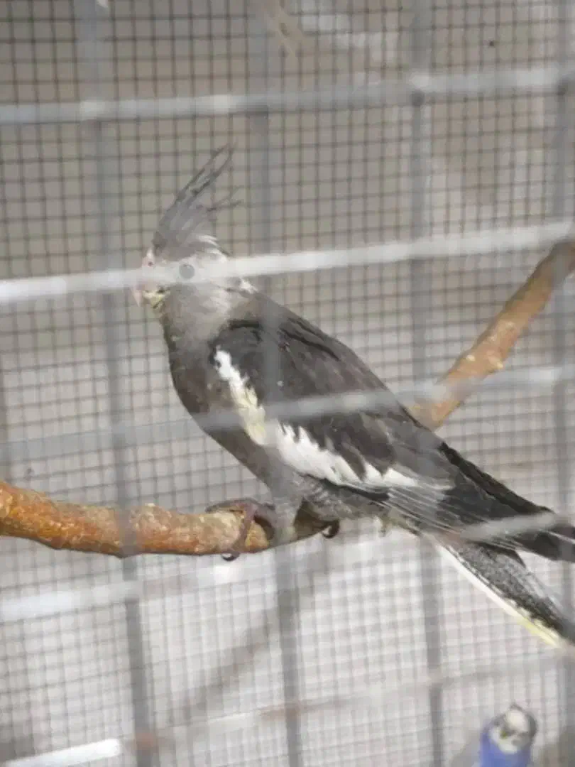 جوجه عروس سرلاکی لوتینو و وایت فیس|پرنده|عسلویه, |دیوار