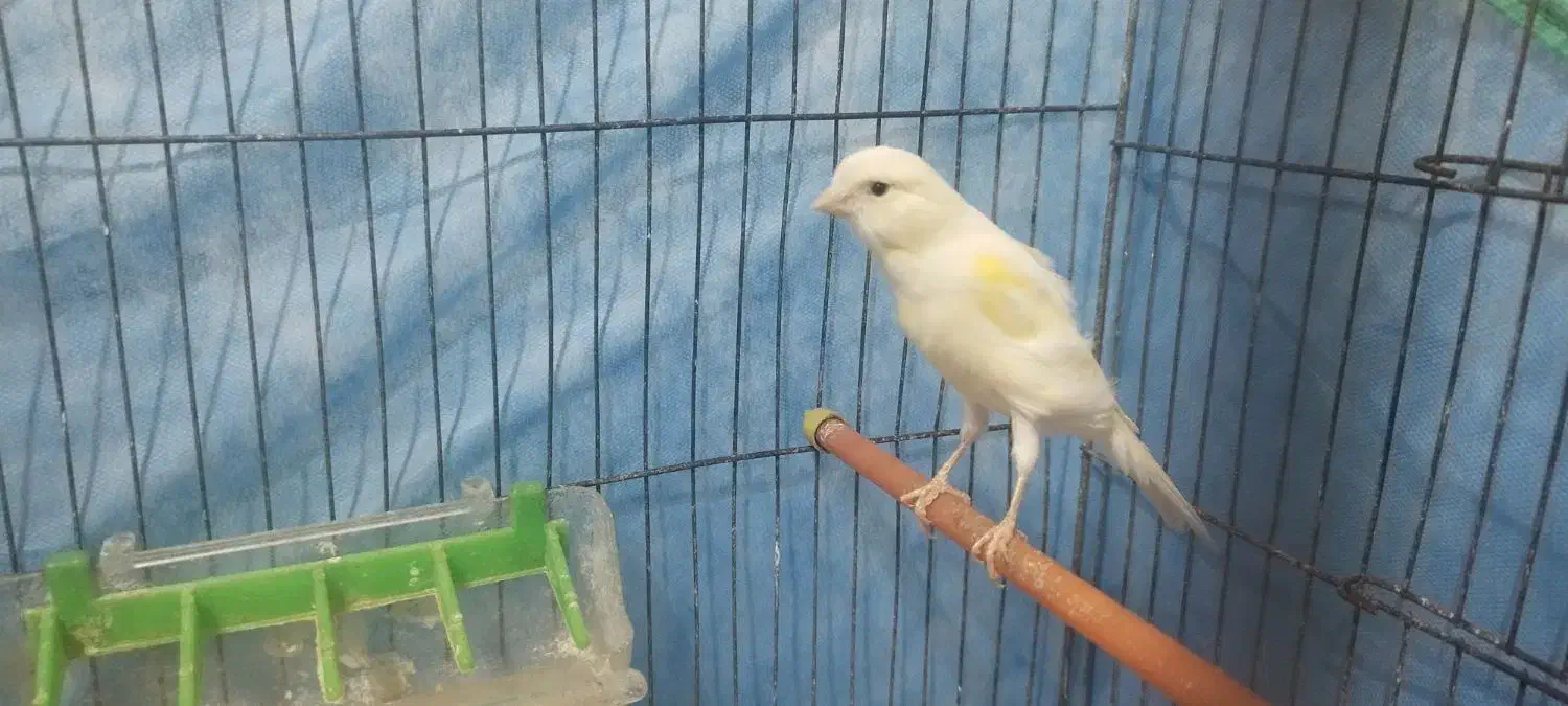 فورشی|پرنده|شفت, |دیوار